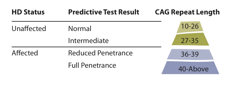 Quadro que sumariza os diferentes resultados possíveis de um teste genético preditivo para a DH  