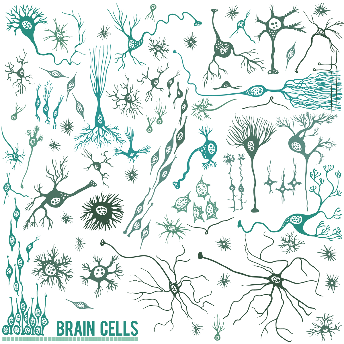 Apesar de ouvirmos falar muito dos neurónios na DH, o cérebro é composto por muitos tipos diferentes de células que são afectadas pela DH.  