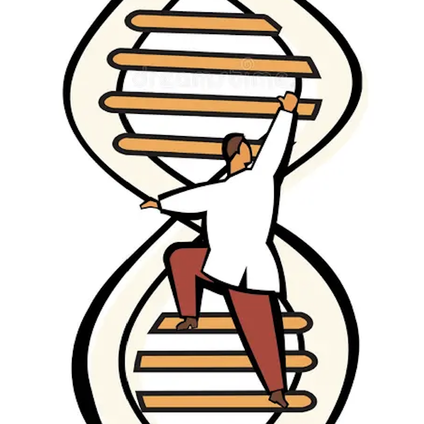 O ADN tem uma estrutura semelhante a uma escada com duas cadeias de material genético ligadas entre si numa dupla hélice, cada uma composta por uma sequência de letras do código genético. As letras numa das cadeias de ADN emparelham com as letras na cadeia oposta para formar os "degraus" da escada.  