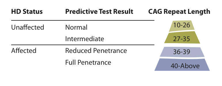 Uma tabela que resume os diferentes resultados possíveis de um teste genético preditivo da DH.