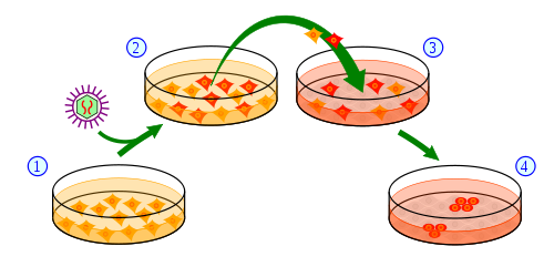 Visão geral do processo de fazer células IPSC a partir de células da pele. 1) As células da pele são cultivadas numa placa e tratadas (2) com genes necessários para as transformar em células estaminais. (3) Um subconjunto de células tratadas receberá a mensagem para se tornarem células estaminais pluripotentes induzidas (4).    