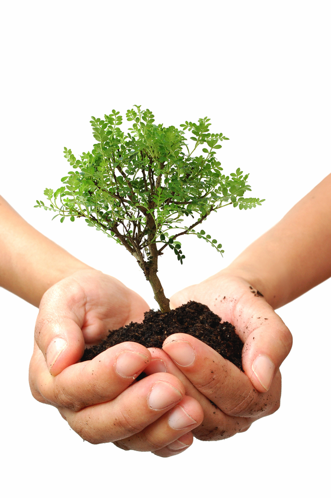 As plantas podem viver muito tempo e podem ser a chave para encontrar novos medicamentos para tratar doenças do envelhecimento nas pessoas