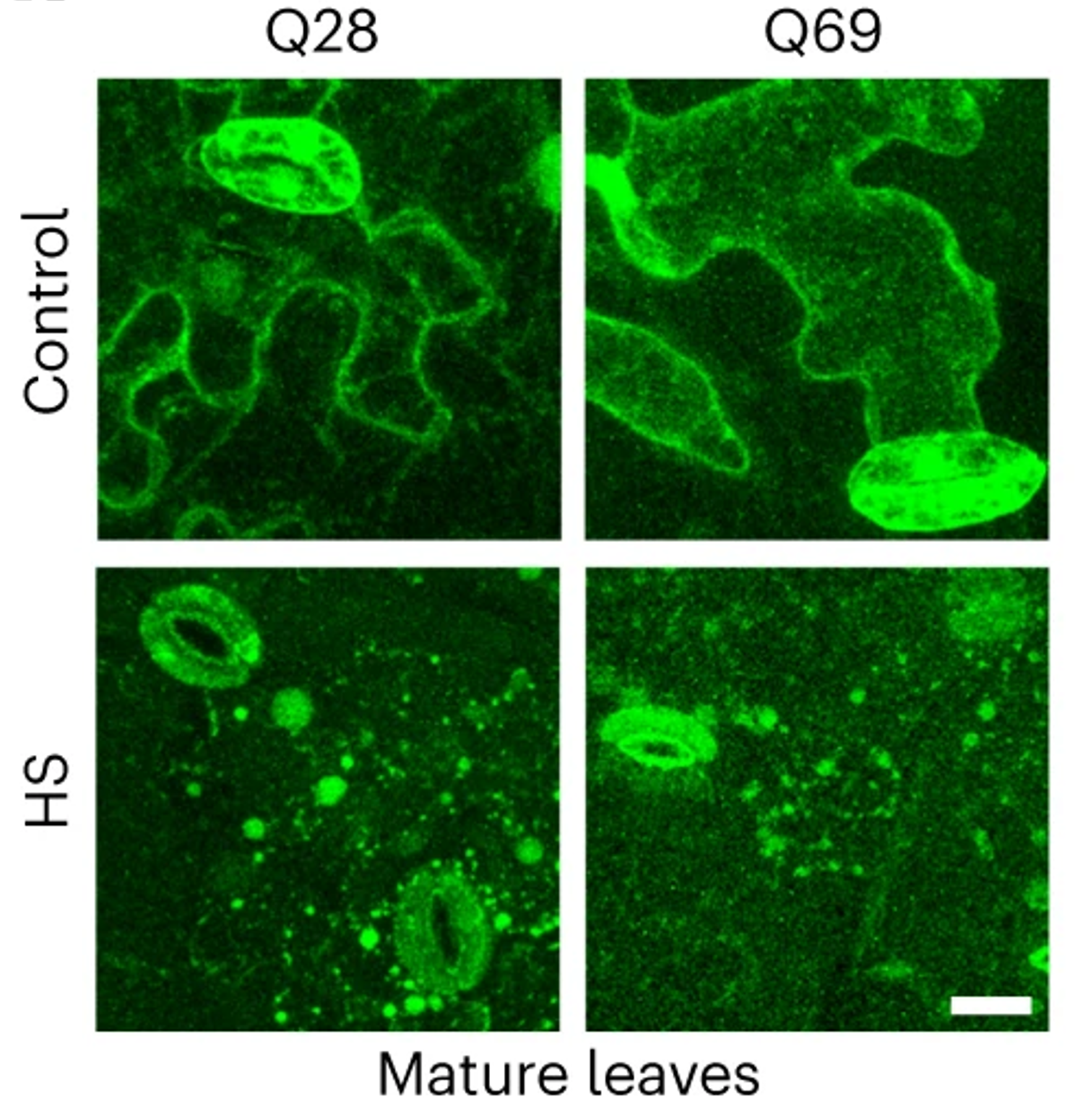 Os cientistas observaram as plantas ao microscópio para ver onde se encontrava a proteína huntingtina, visualizada aqui a verde, em condições normais (controlo) e de choque térmico (HS) - muito fixe!!!
