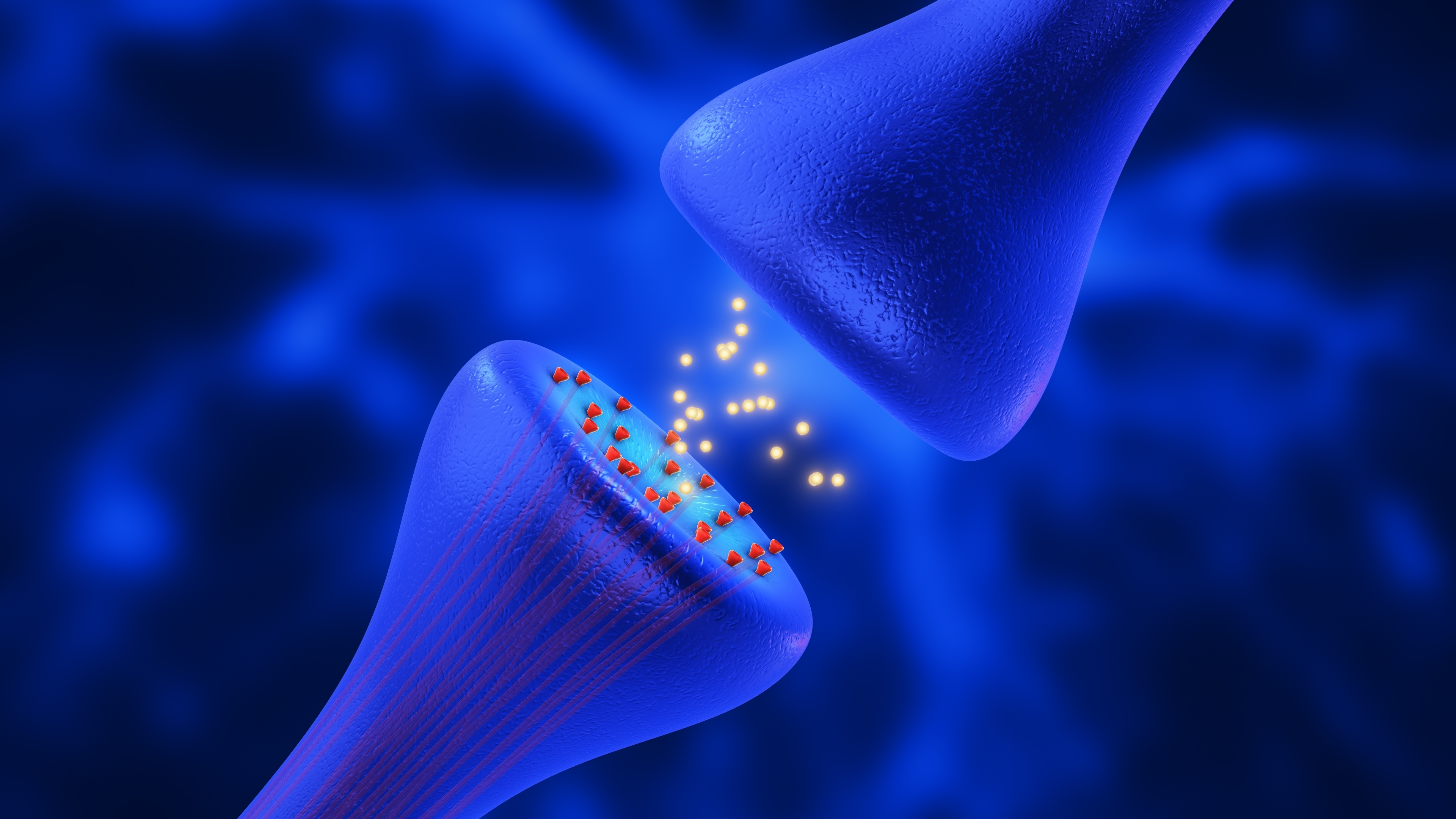 As células cerebrais comunicam enviando bolhas microscópicas de informação através de um espaço chamado sinapse. A comunicação célula-a-célula através da sinapse é mais fraca nas células afectadas pela DH.
