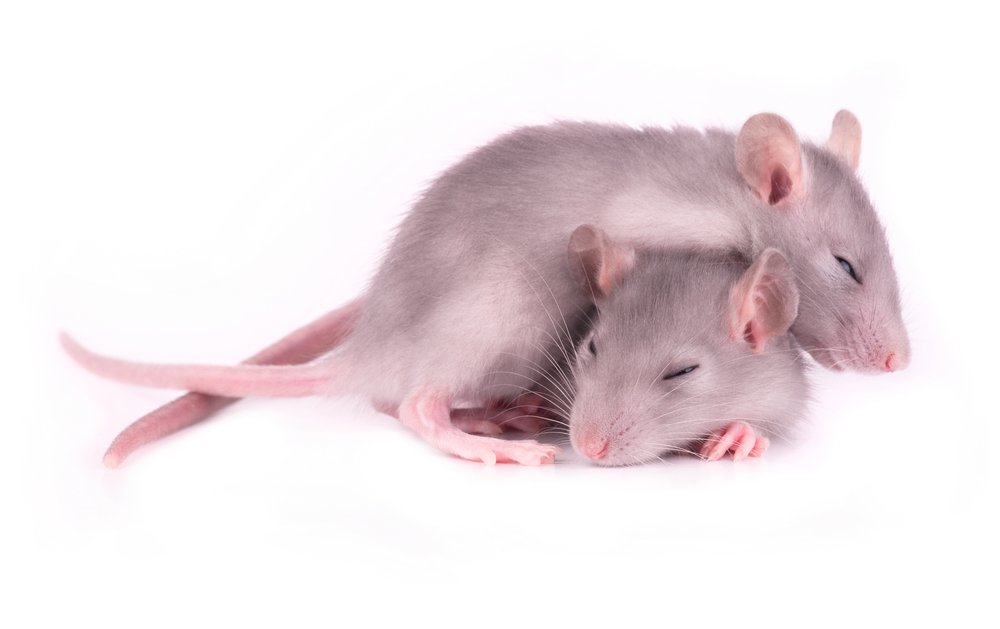 Estudos com modelos de ratinhos ajudaram-nos a compreender os problemas de sono nos doentes de Huntington. De forma encorajadora, mostraram que restaurar o sono normal nos ratinhos Huntington os ajudou no seu desempenho intelectual  