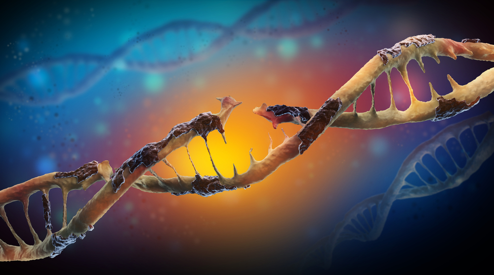 As maquinarias moleculares envolvidas na reparação do ADN danificado desempenham um papel importante no funcionamento da DH  