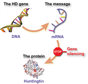 Fármacos de redução dos níveis de huntingtina - previamente chamados de fármacos de 'silenciamento genético' - reduzem os níveis de huntingtina mutante dizendo às células para eliminarem a 'molécula mensageira' do gene da huntingtina  