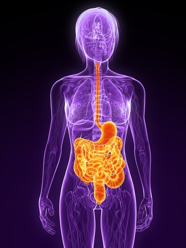 O sistema digestivo, aqui a cor de laranja, poderá estar directamente afectado na DH, levando à perda de peso corporal.  