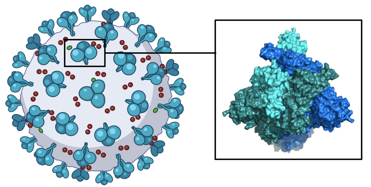 As vacinas ARNm contra a COVID-19 dão intruções aos nossos corpos para produzirem um fragmento inofensivo da proteína espinhosa da COVID-19 que se encontra à superfície do vírus. Quando o nosso sistema imunitário encontra a proteína espinhosa, os nossos corpos irão desenvolver uma resposta imunitária contra esta proteína. Isso significa que, se estivermos infectados com COVID, seremos capazes de lutar contra ele.  Imagem feita com Biorender  
