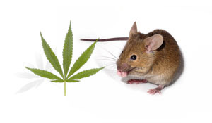 Dois químicos encontrados na cannabis foram testados conjuntamente em ratinhos que tinham sido "envenenados" para apresentar algumas das características da DH.  