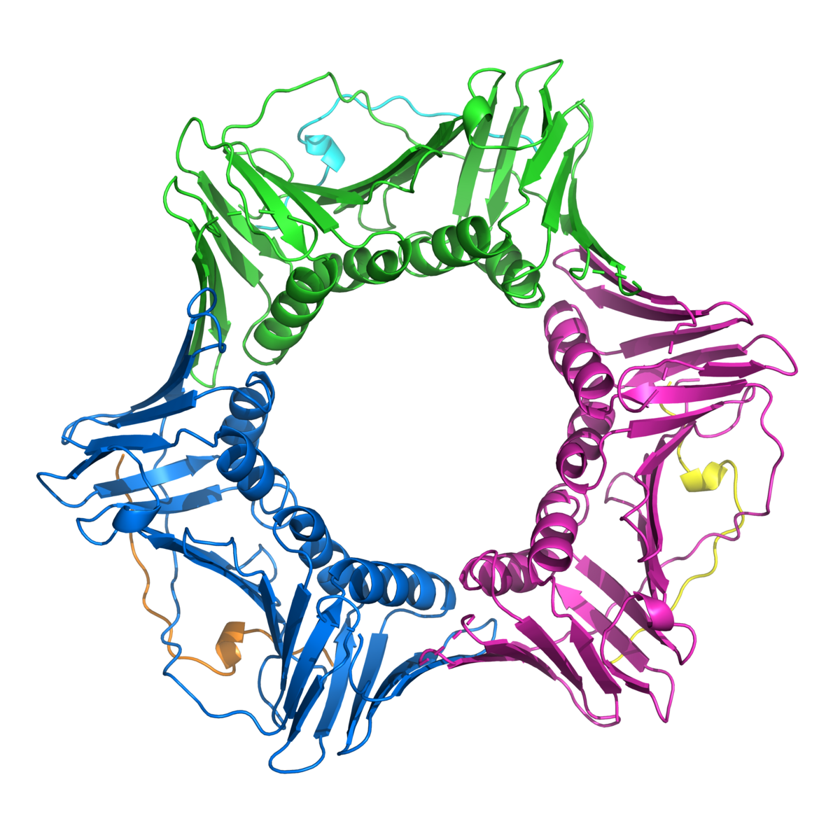 A PCNA é uma proteína em forma de estrela que ajuda a FAN1 a reparar o ADN  