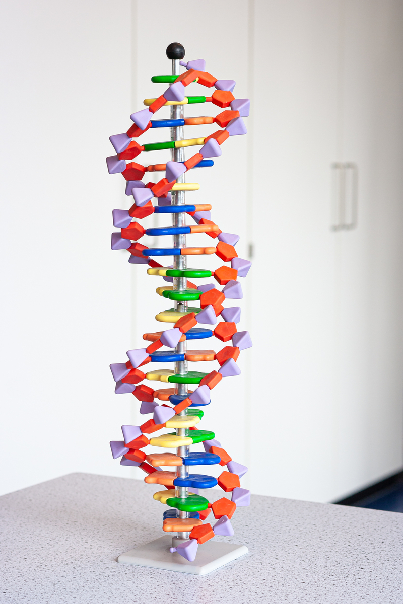 Se cada bloco de construção do ADN for representado por um Lego de cor diferente, é fácil fazer a correspondência entre eles se separarmos as duas cadeias. Mas quando se tem 35 ou mais peças da mesma cor seguidas, pode-se perder a noção exacta de que Lego encaixava onde depois de serem separados. O mesmo acontece quando o ADN se separa e se reforma - as sequências repetitivas de ADN podem ficar desalinhadas.   