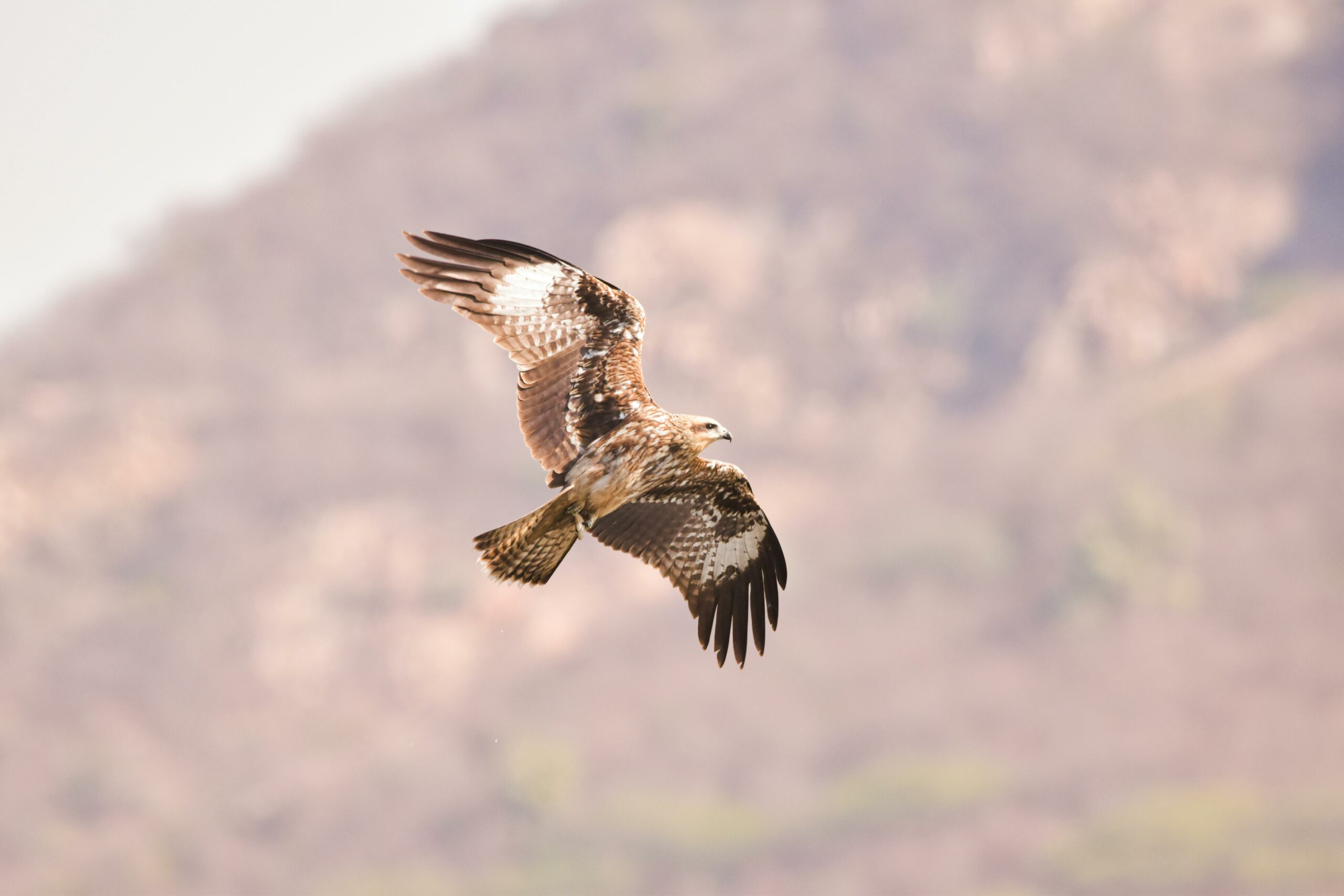 Anunciados os resultados da Fase 1 para o fármaco SKY-0515 da Skyhawk