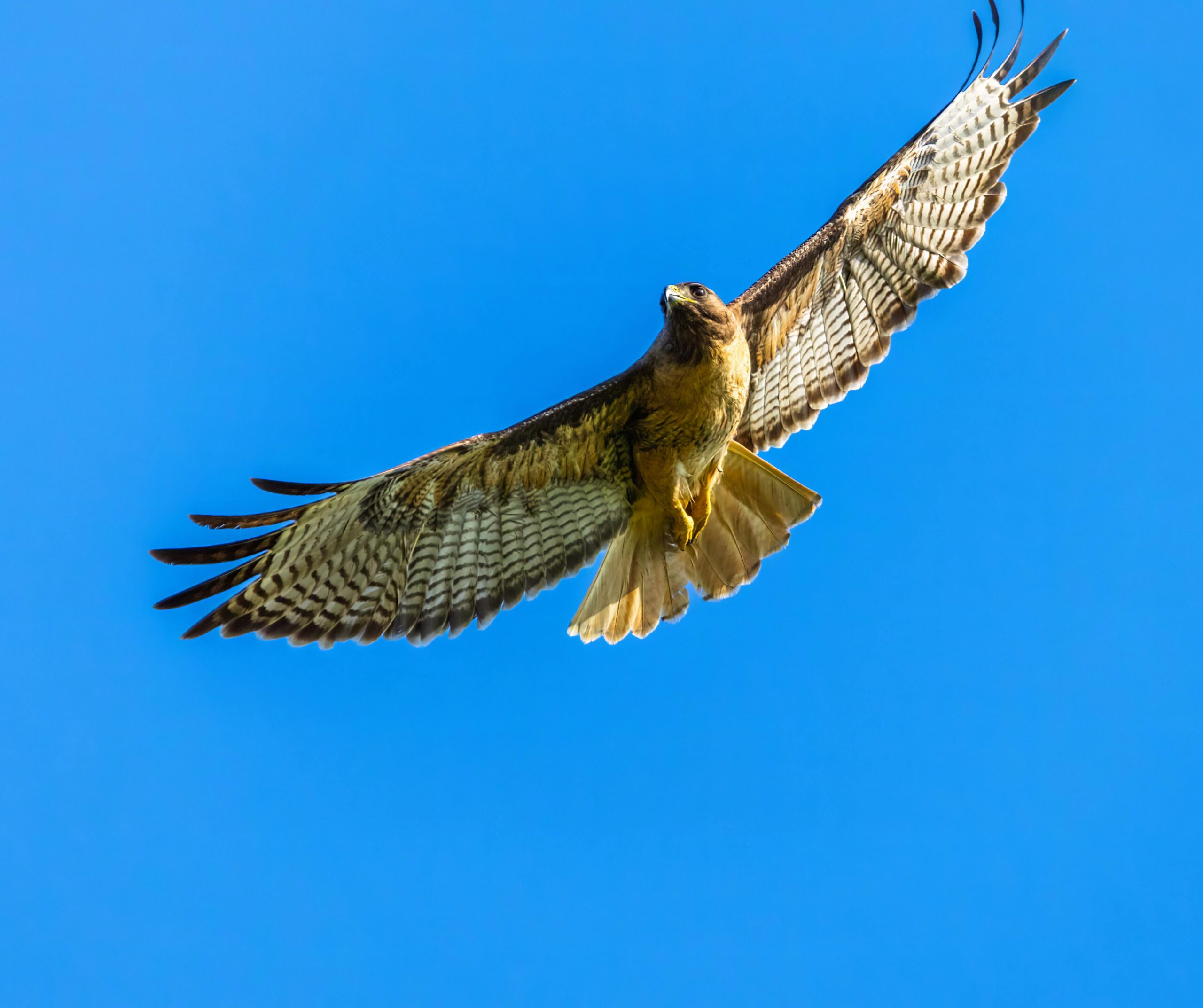 A Skyhawk comunica resultados encorajadores de 12 meses para o fármaco oral SKY-0515 para a doença de Huntington
